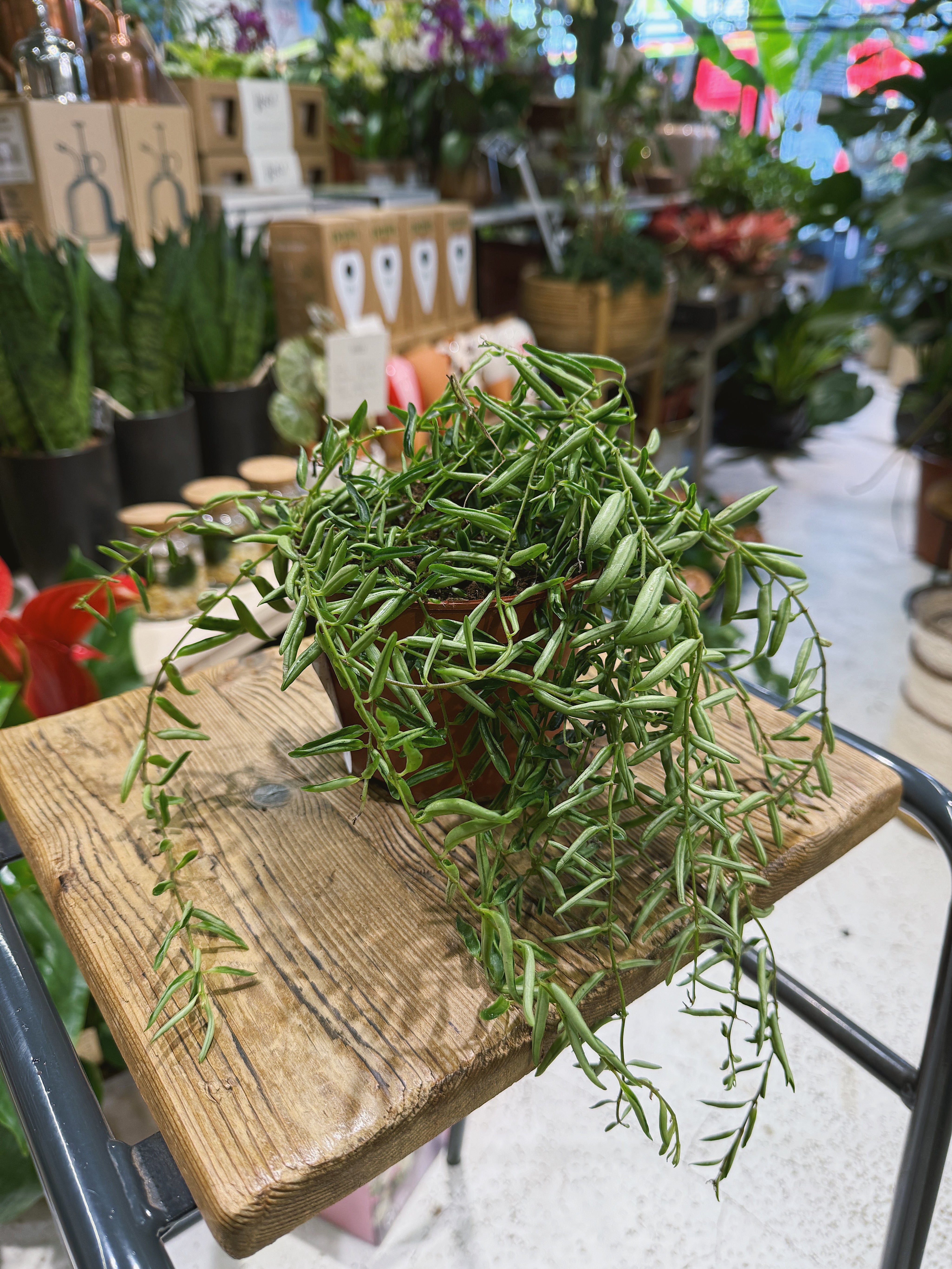 Lipstick Plant | Aeschynanthus 'Green Star', glossy trailing foliage and tubular flowers