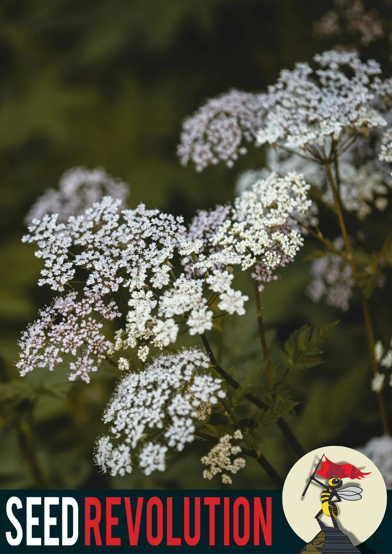 Wild Carrot Wildflower Seeds | Queen Anne’s Lace Native