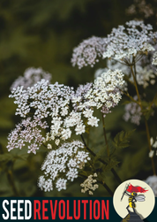Wild Carrot Wildflower Seeds | Queen Anne’s Lace Native