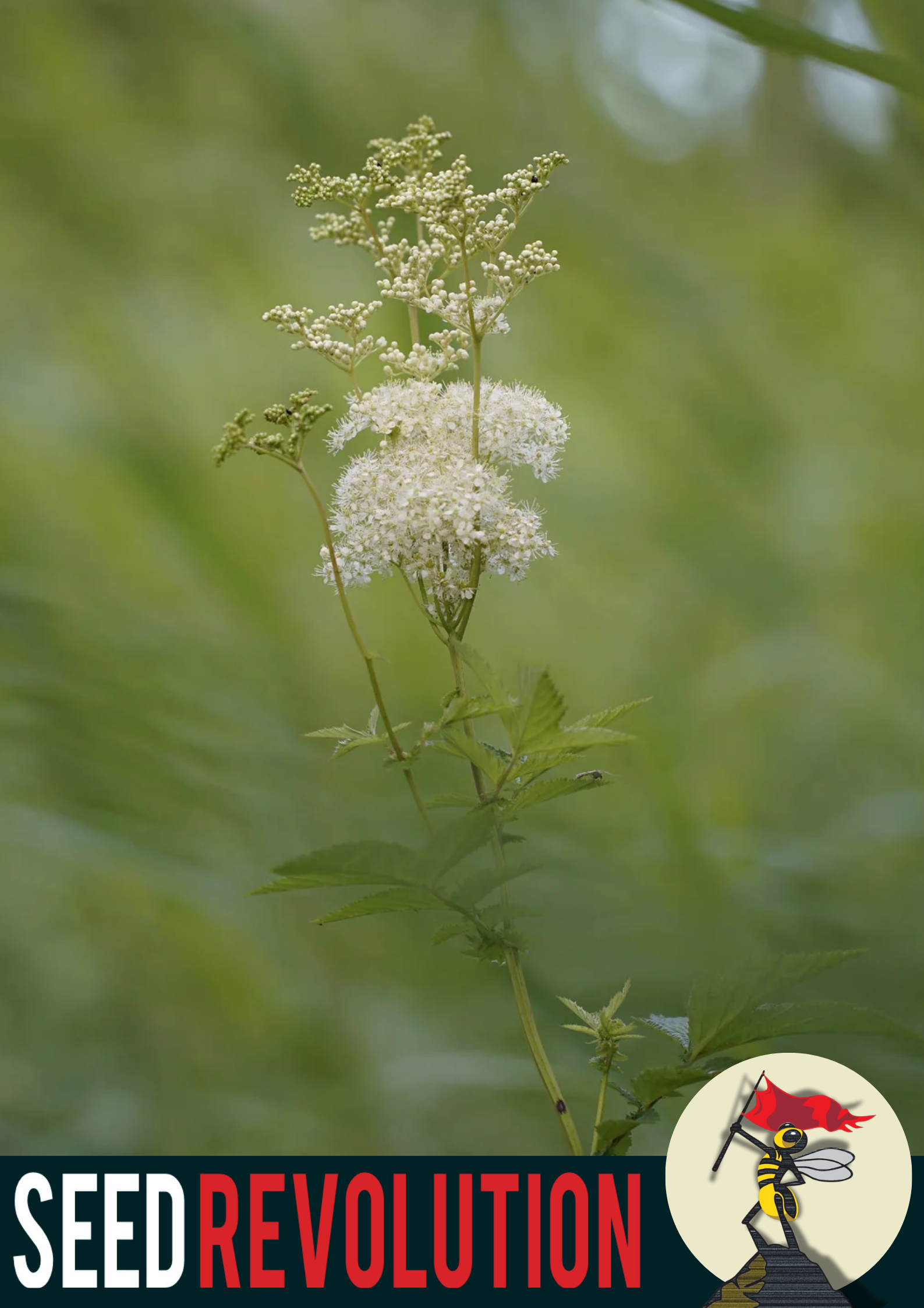 Meadowsweet Native Wildflower Seeds