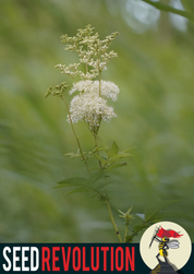 Meadowsweet Native Wildflower Seeds