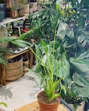 Alocasia 'Tiny Dancer'