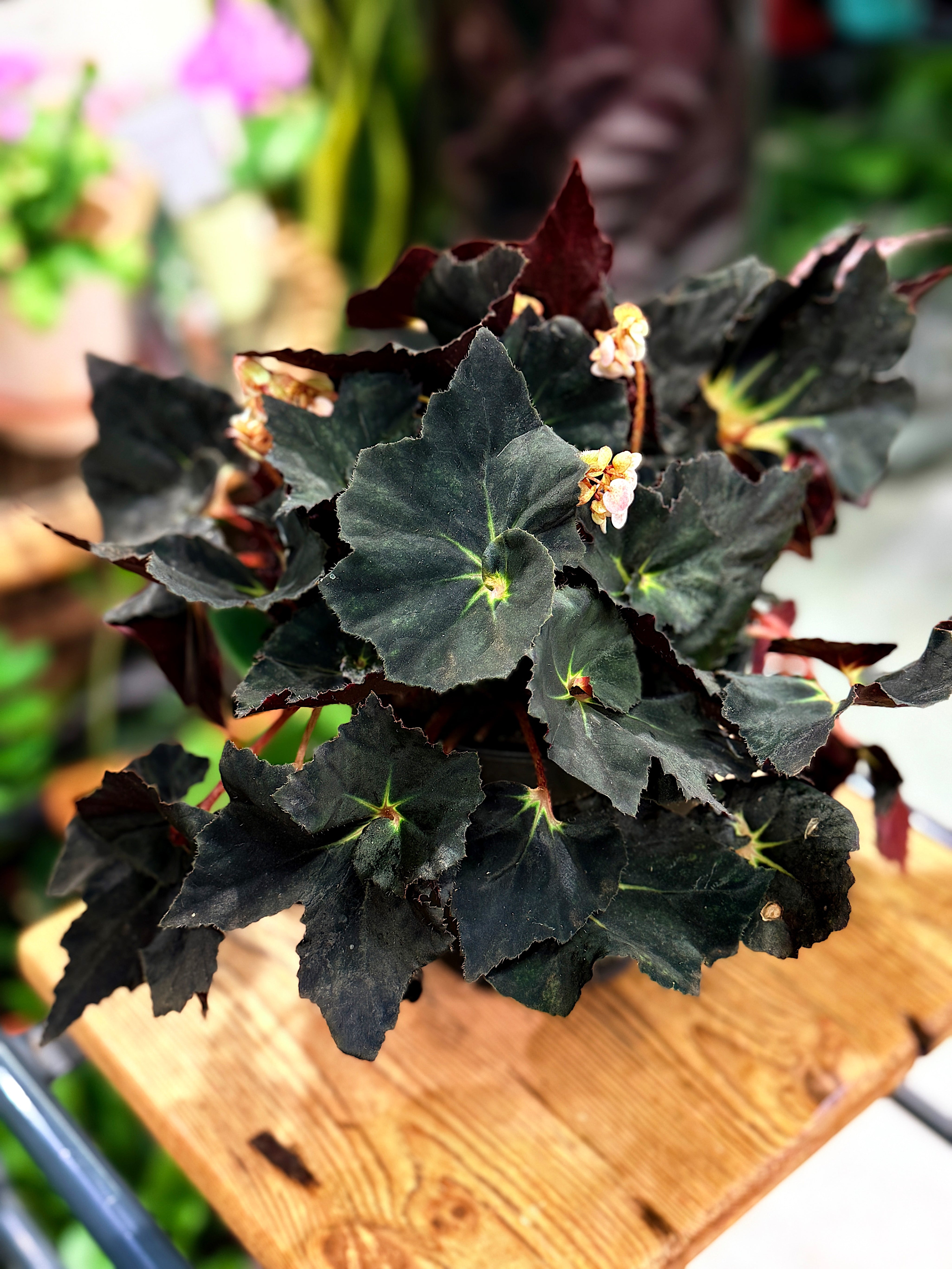 Begonia 'Black Fang'