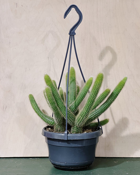 Golden Rat Tail Cactus | Cleistocactus winteri