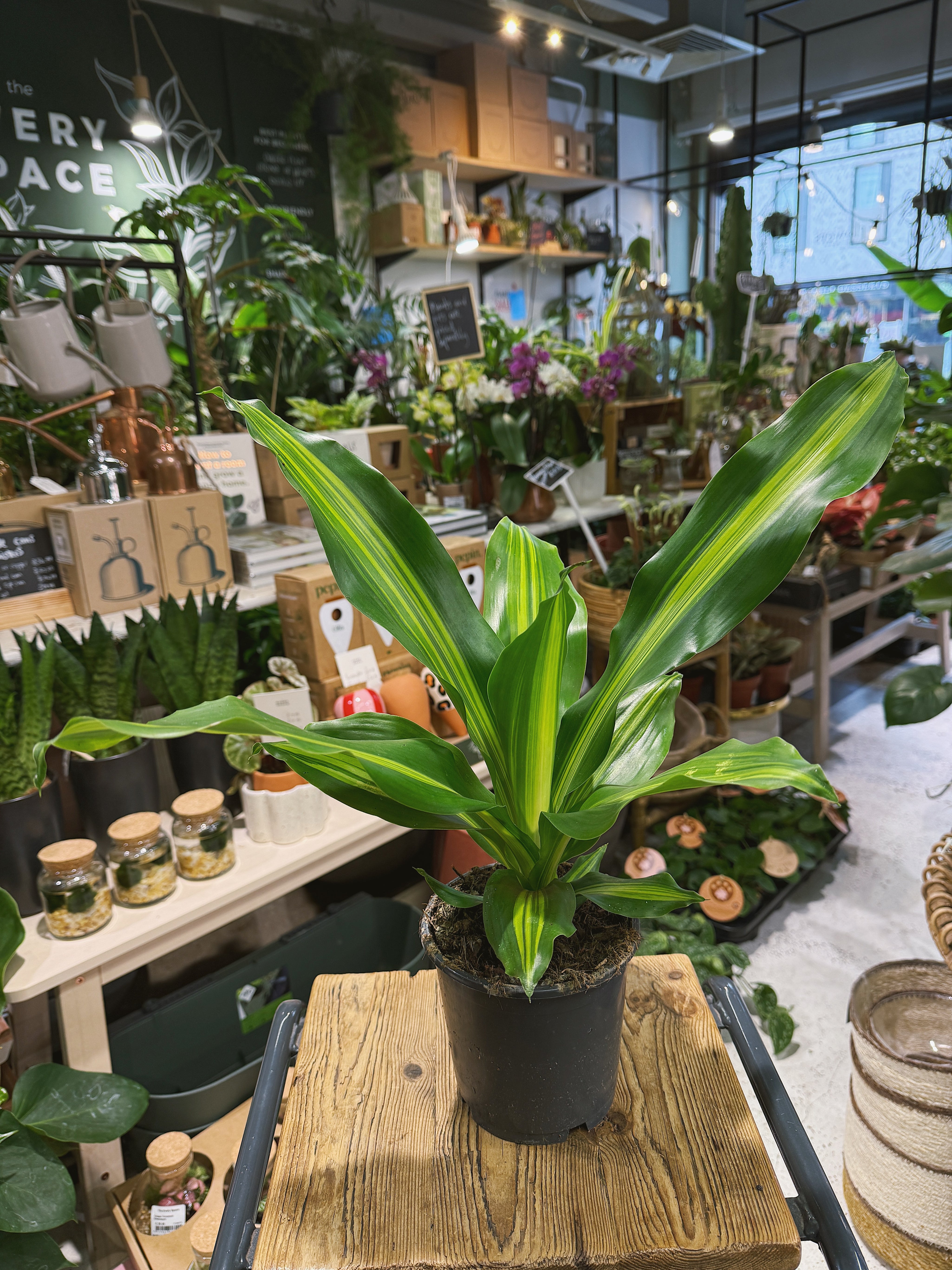 Corn Plant | Dracaena fragrans 'Burley', upright architectural foliage