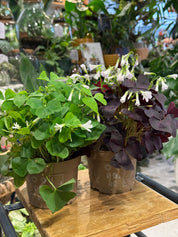 False Shamrock | Oxalis triangularis (Purple Leaf)