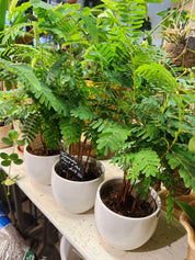 Taramind | Tamarindus indica