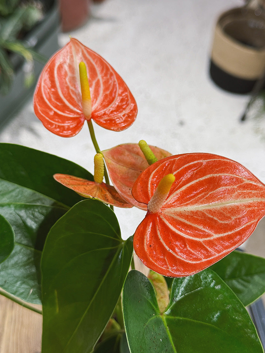 Flamingo Flower | Anthurium andreanum 'Livium Orange', glowing orange blooms