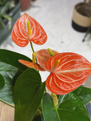 Flamingo Flower | Anthurium andreanum 'Livium Orange', glowing orange blooms