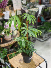 Anthurium Polyschistum