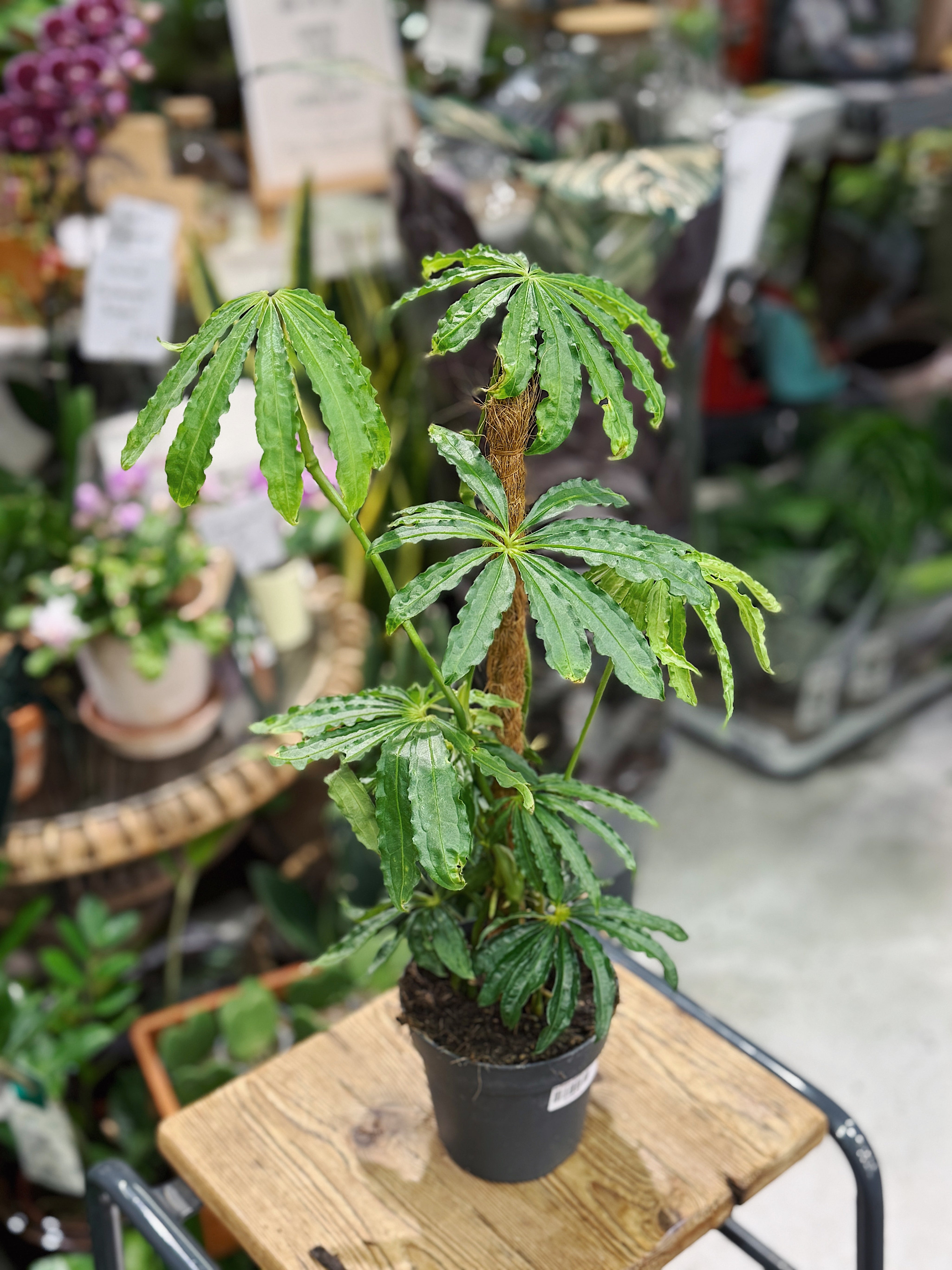 Anthurium Polyschistum