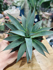 Agave 'Shaka Zulu'