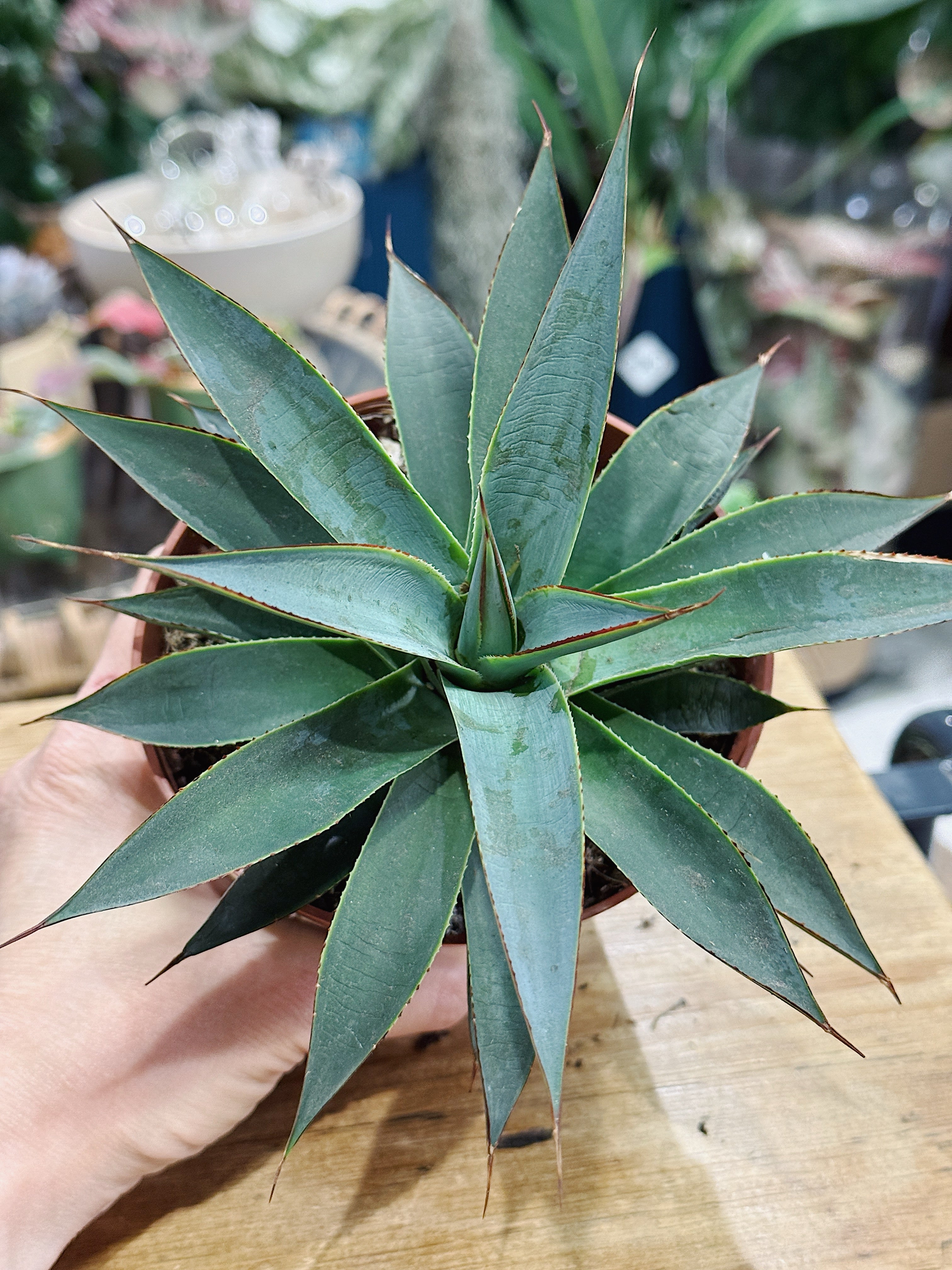 Agave 'Shaka Zulu'