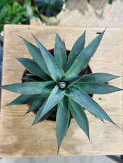 Agave 'Shaka Zulu'