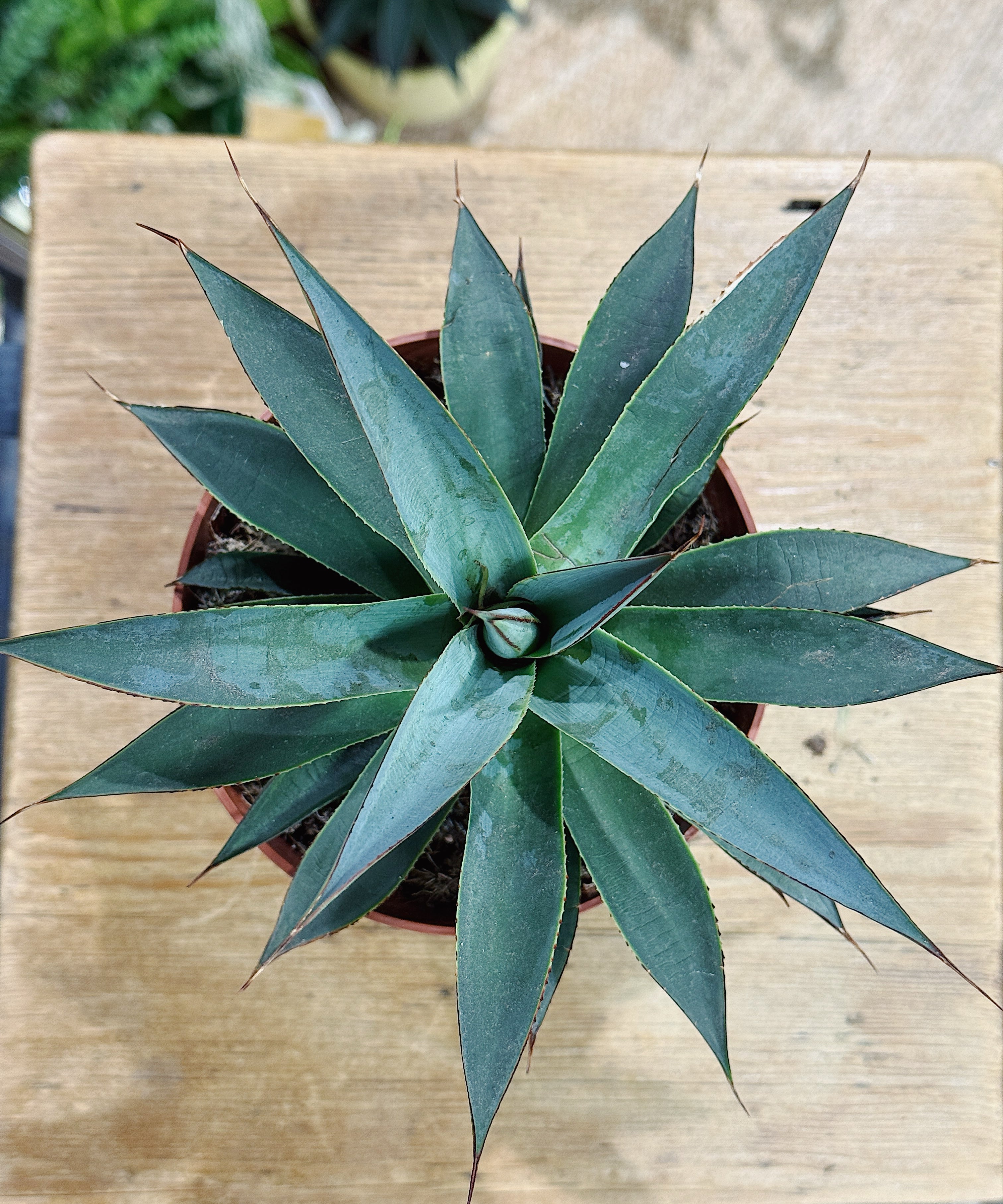Agave_ShakaZulu_69f46cb3-b3b3-400e-b9c7-2fb2b98bf054.jpg