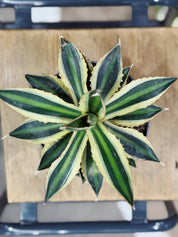 Agave lophantha Quadricolor