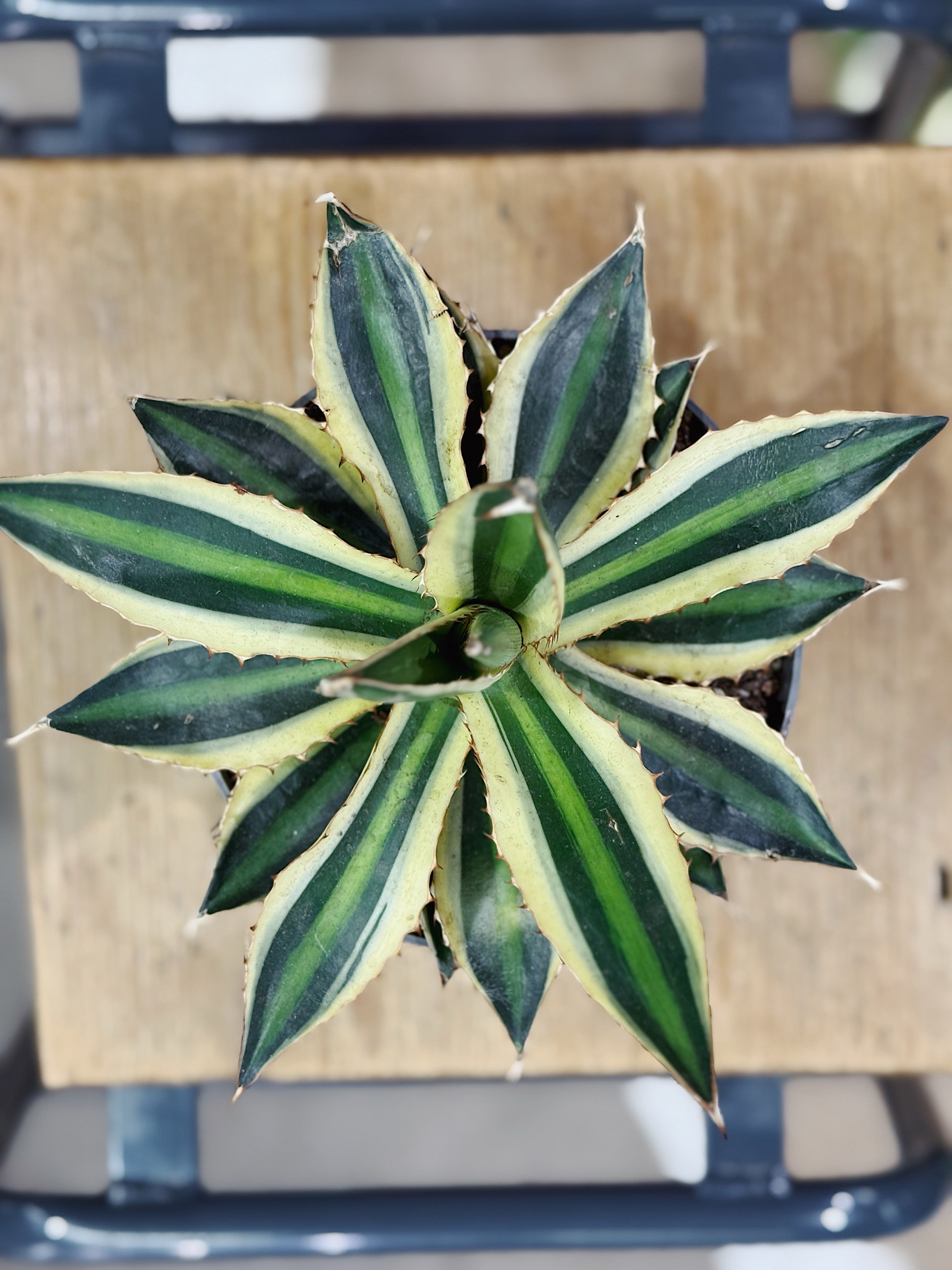 Agave lophantha Quadricolor