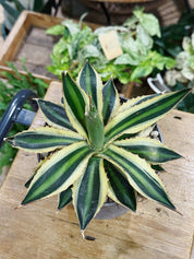 Agave lophantha Quadricolor