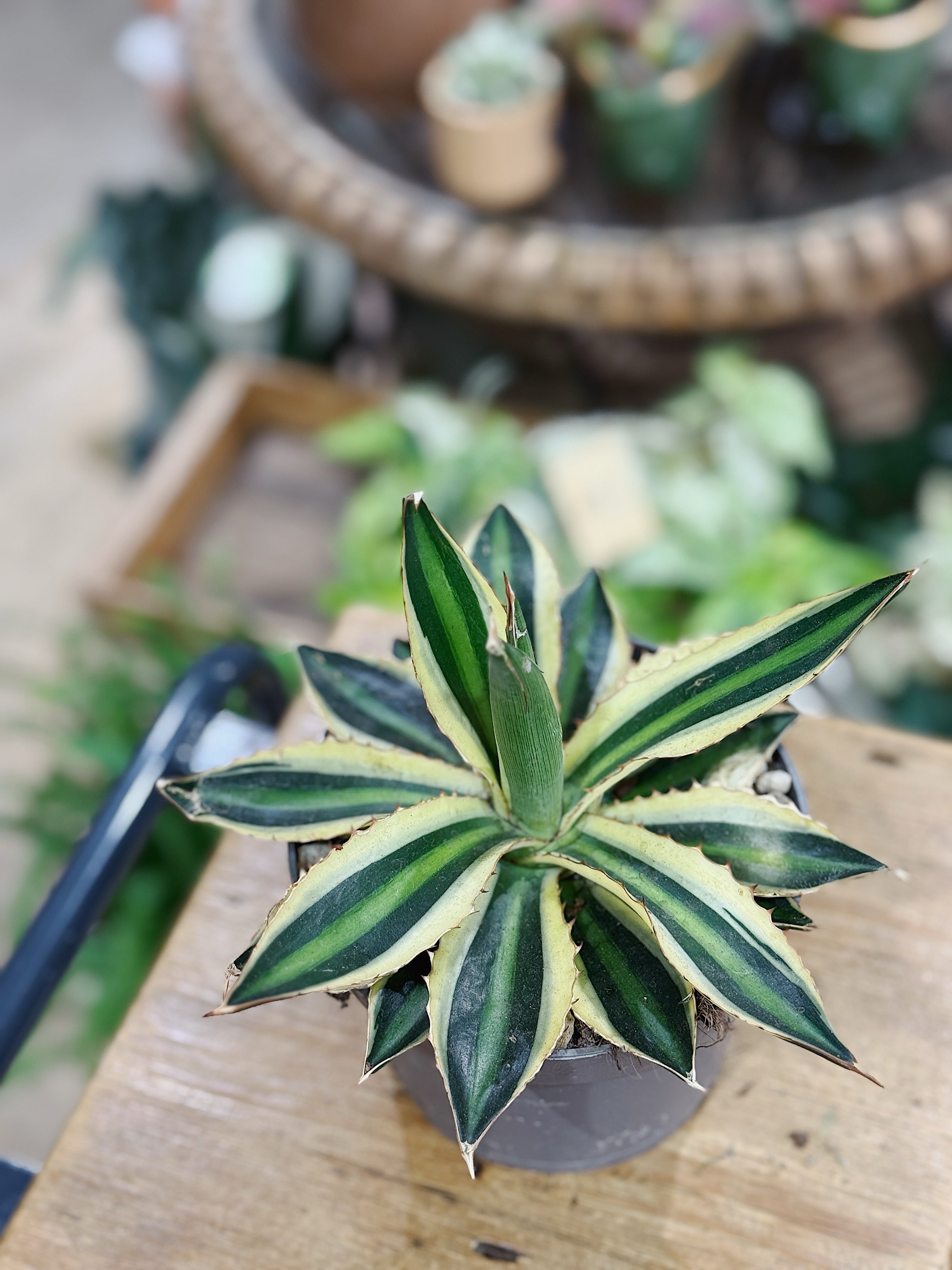 Agave lophantha Quadricolor