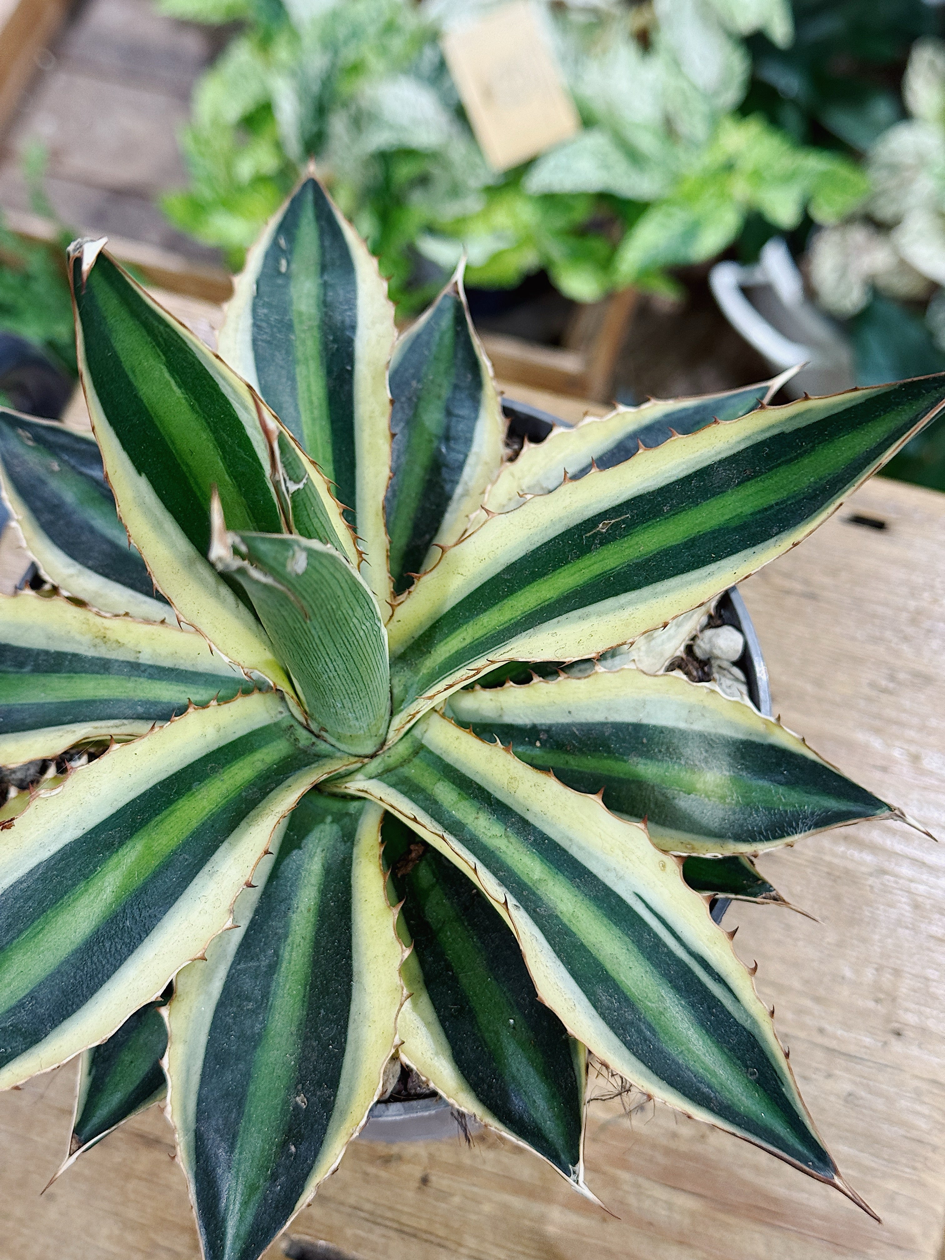 Agave lophantha Quadricolor