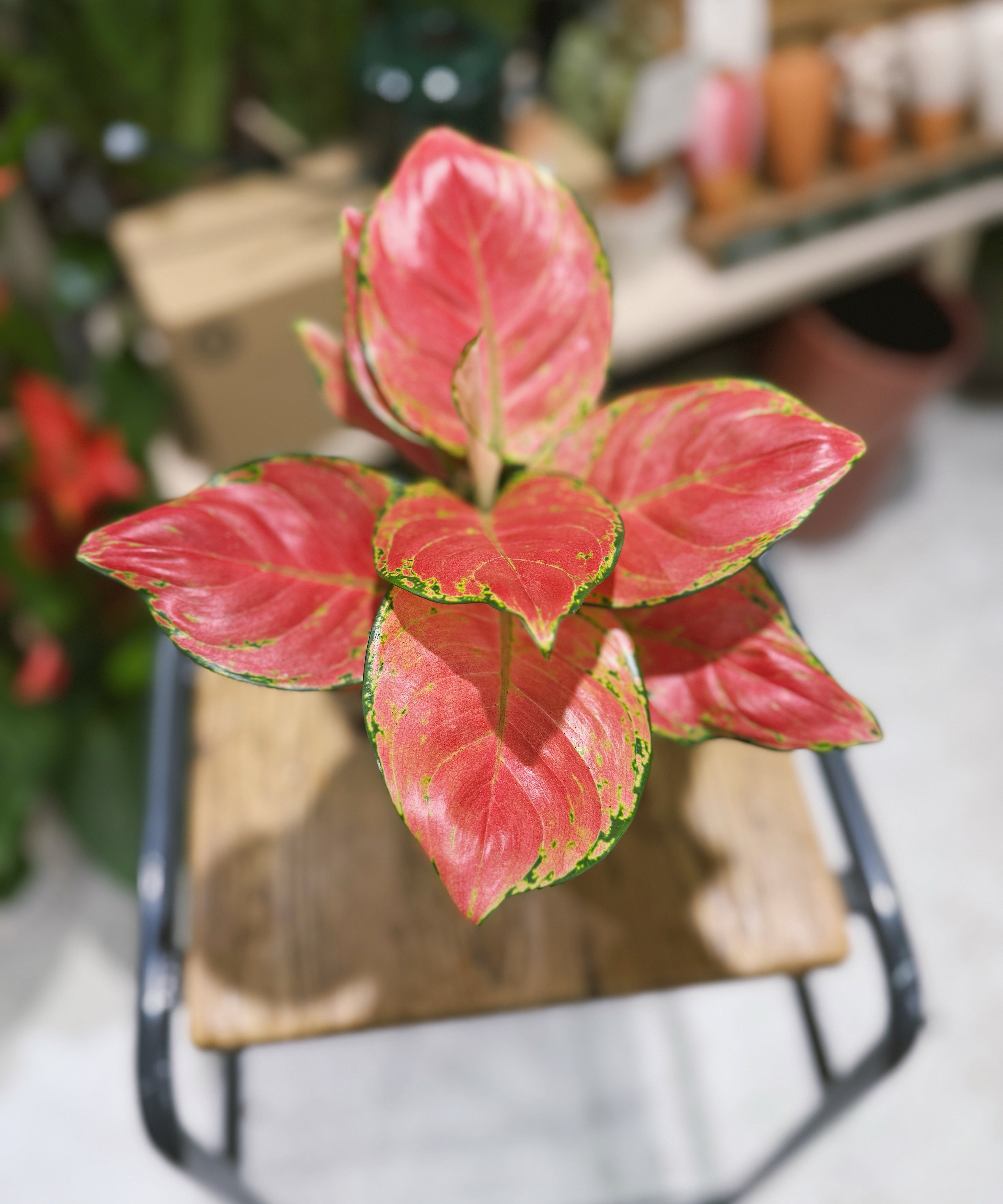 Aglaonema_Danxia.jpg