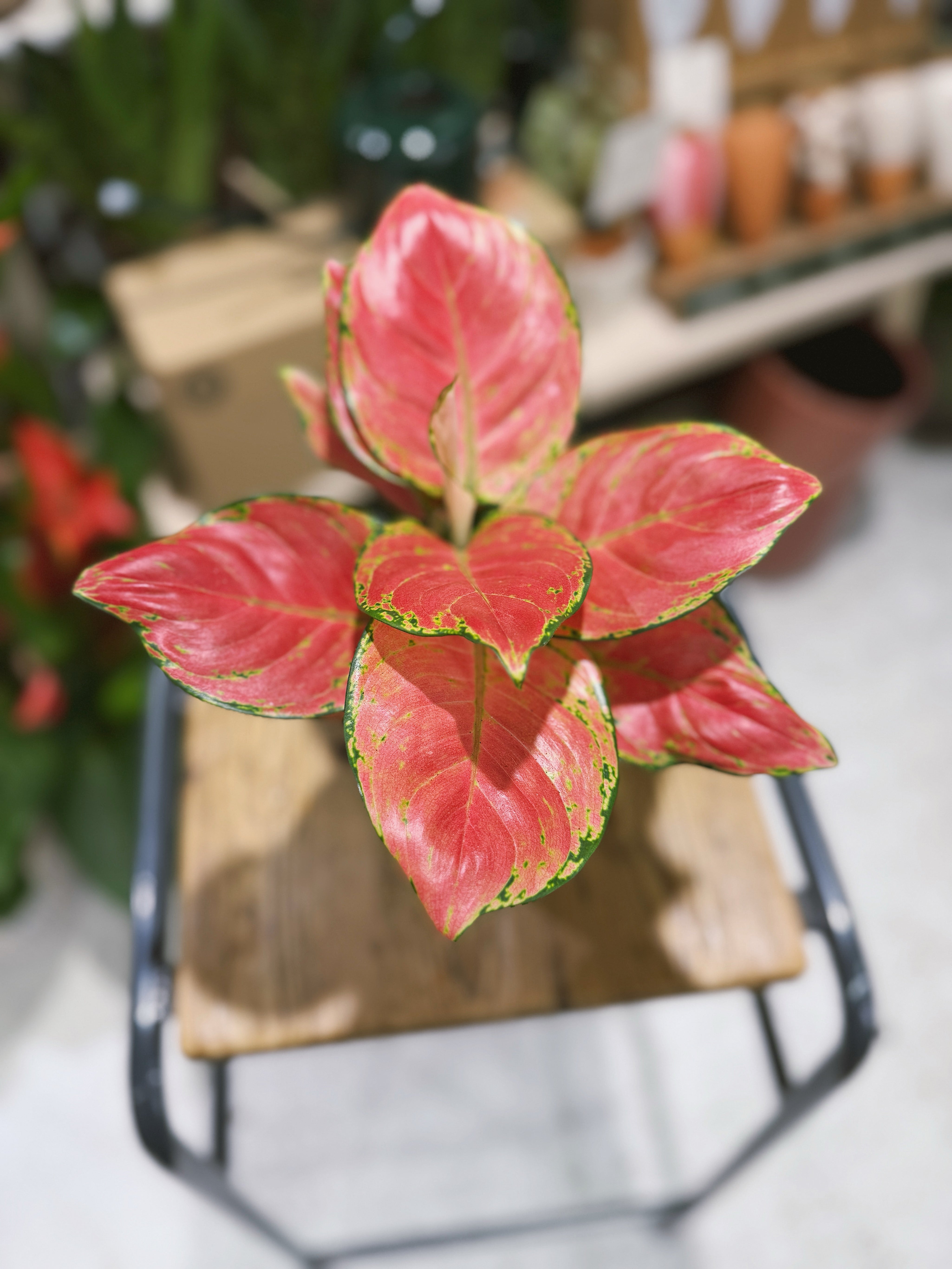 Red Chinese Evergreen | Aglaonema 'Danxia', deep rose red leaves edged in green