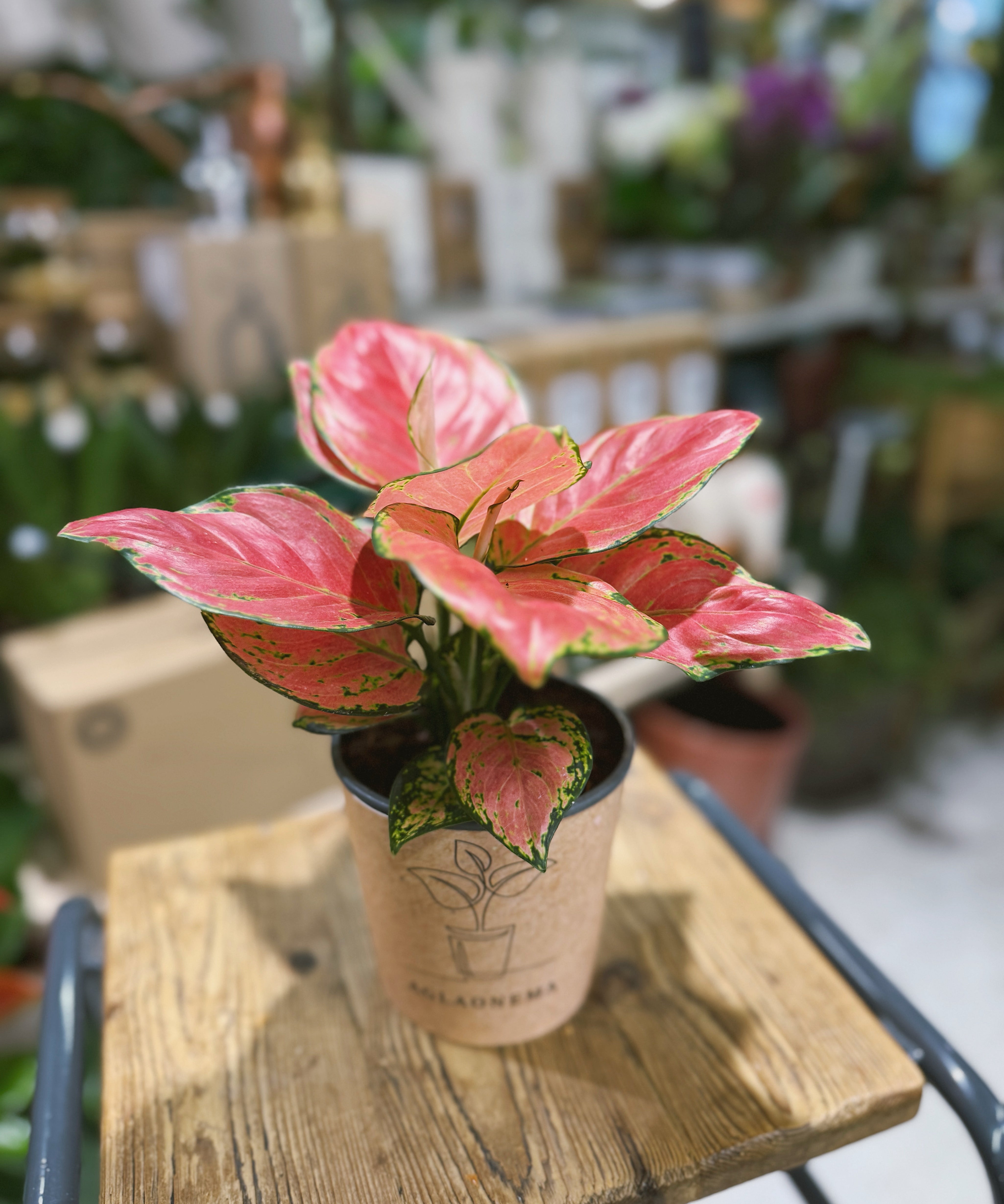 Aglaonema_Danxia_1.jpg