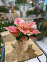 Red Chinese Evergreen | Aglaonema 'Danxia', deep rose red leaves edged in green
