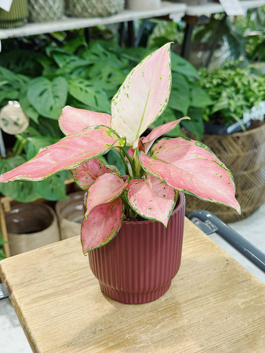 Aglaonema 'Pinky Promise' in Ceramic Pot