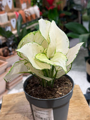 Chinese Evergreen | Aglaonema 'White Joy', creamy white leaves edged in green