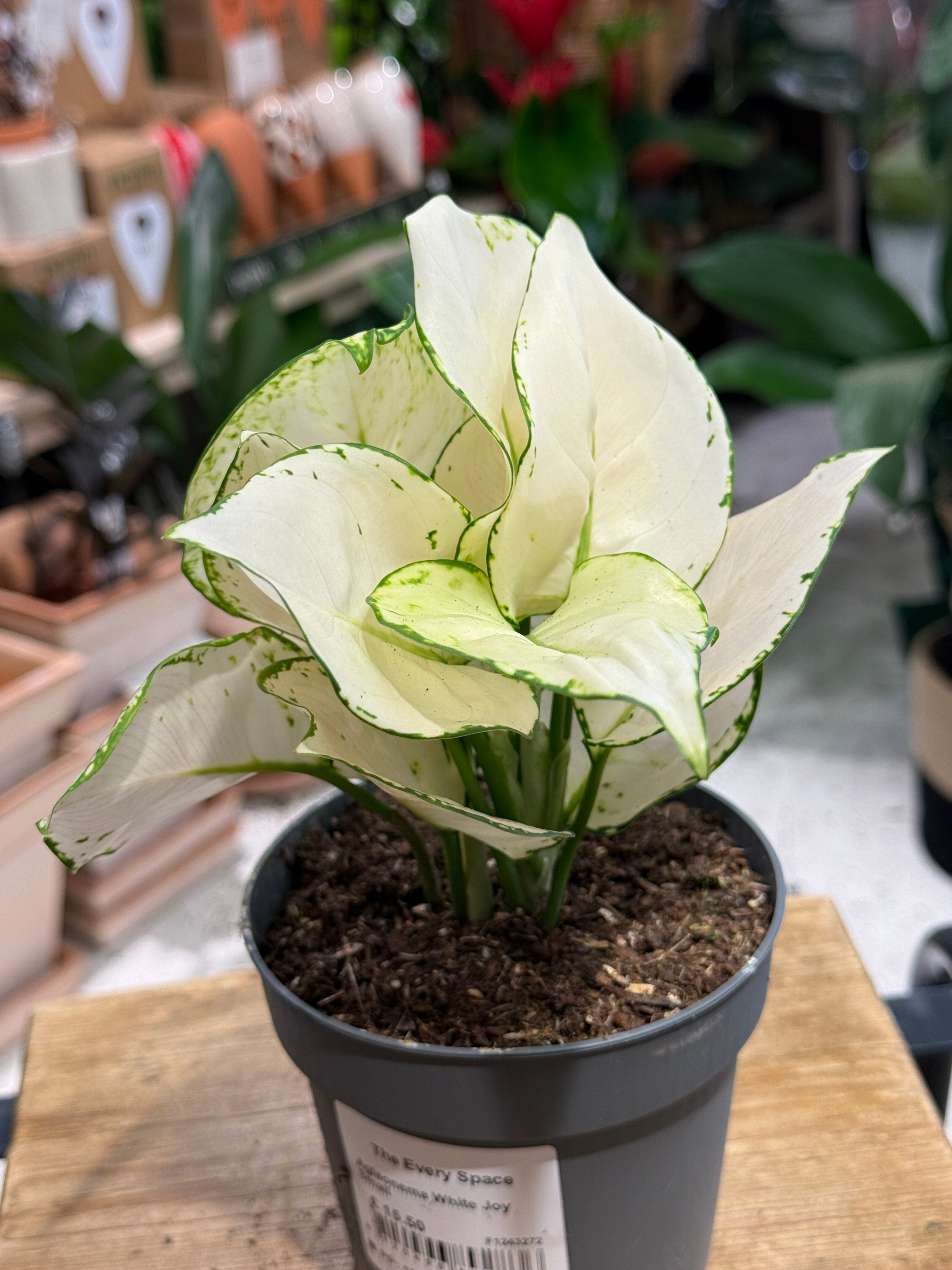 Chinese Evergreen | Aglaonema 'White Joy', creamy white leaves edged in green