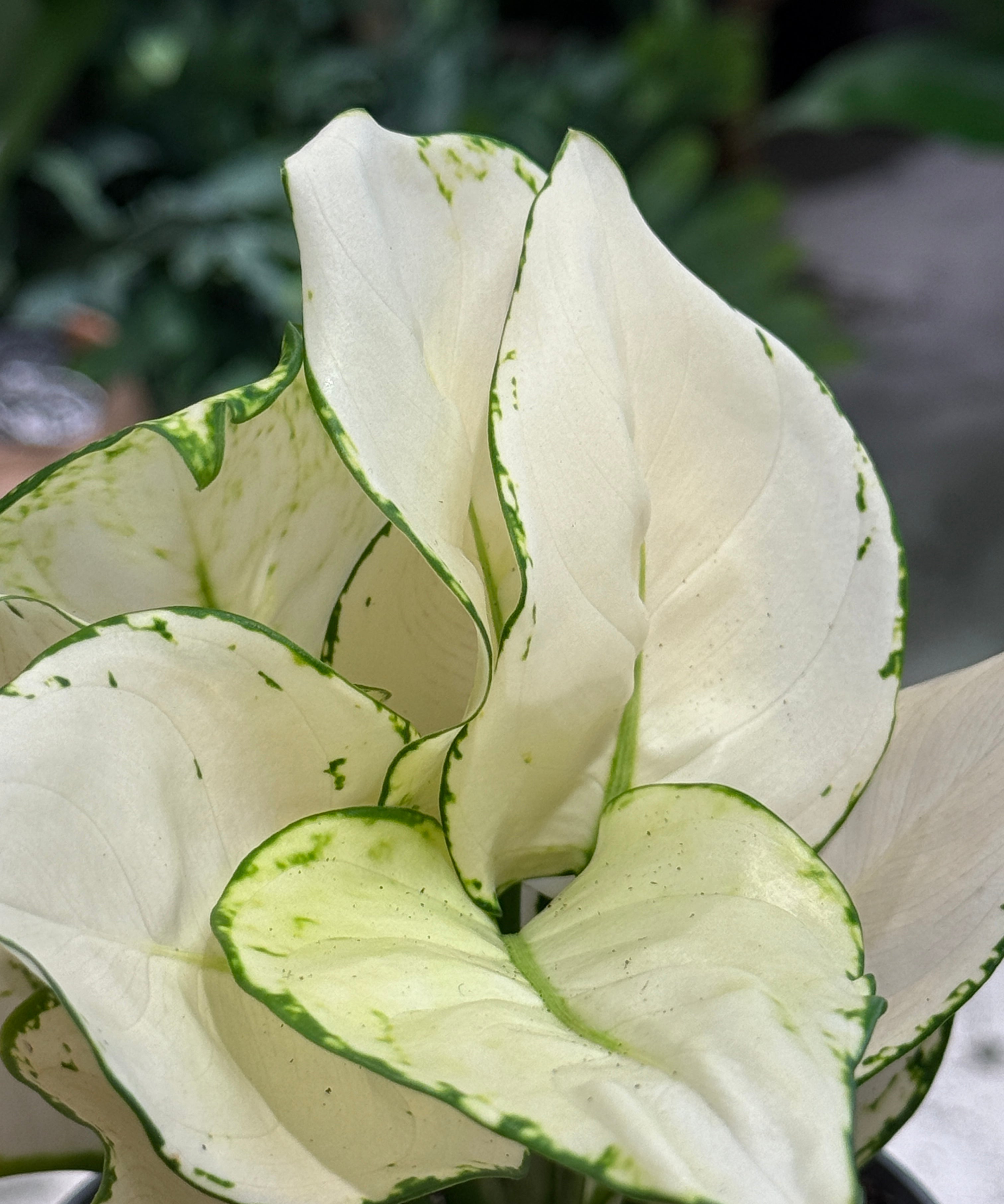 Aglaonema_WhiteJoy_1.jpg