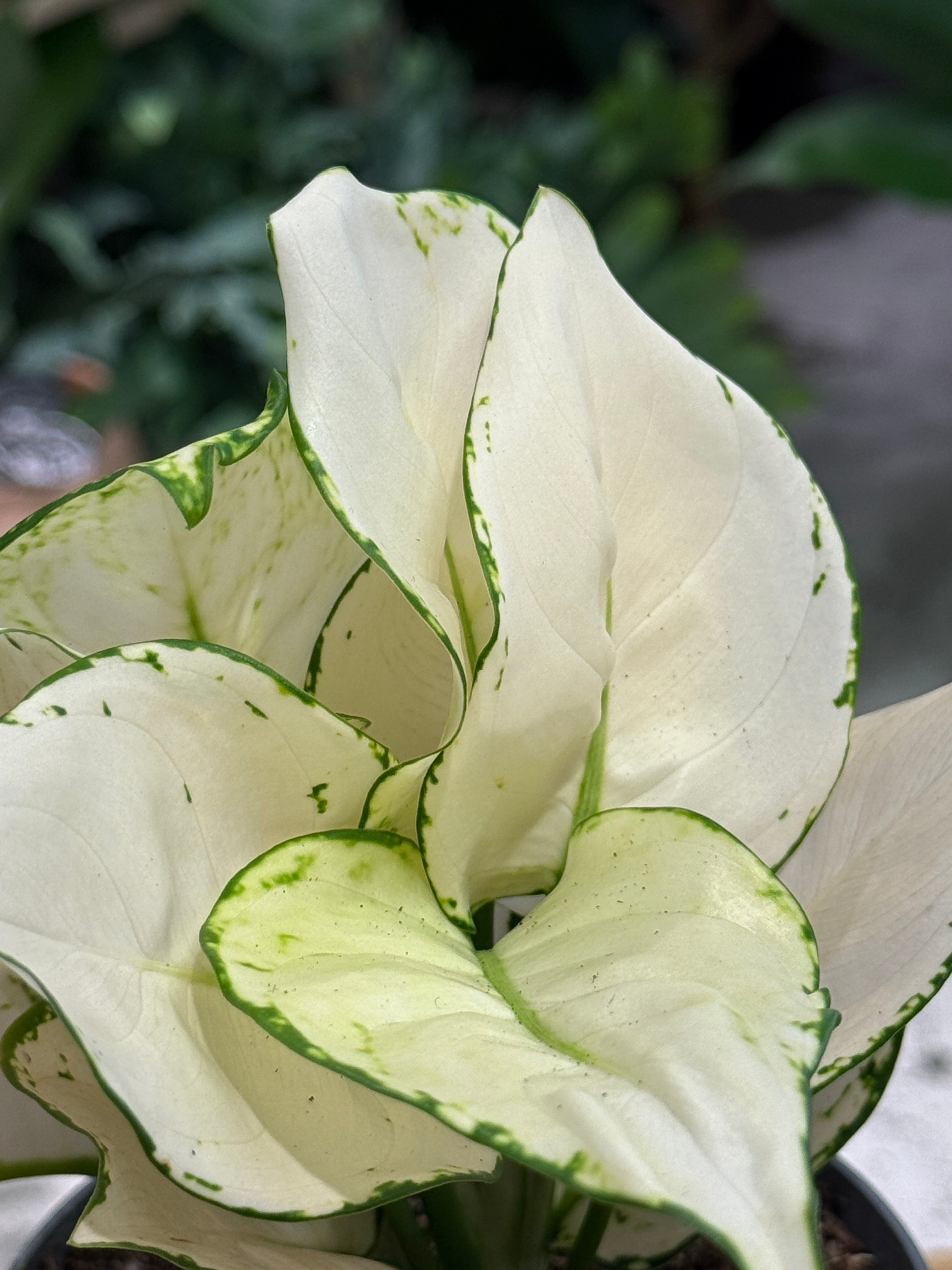 Chinese Evergreen | Aglaonema 'White Joy', creamy white leaves edged in green
