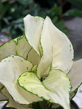 Chinese Evergreen | Aglaonema 'White Joy', creamy white leaves edged in green