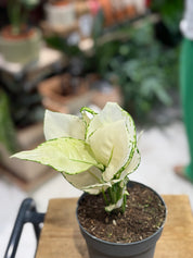 Chinese Evergreen | Aglaonema 'White Joy', creamy white leaves edged in green