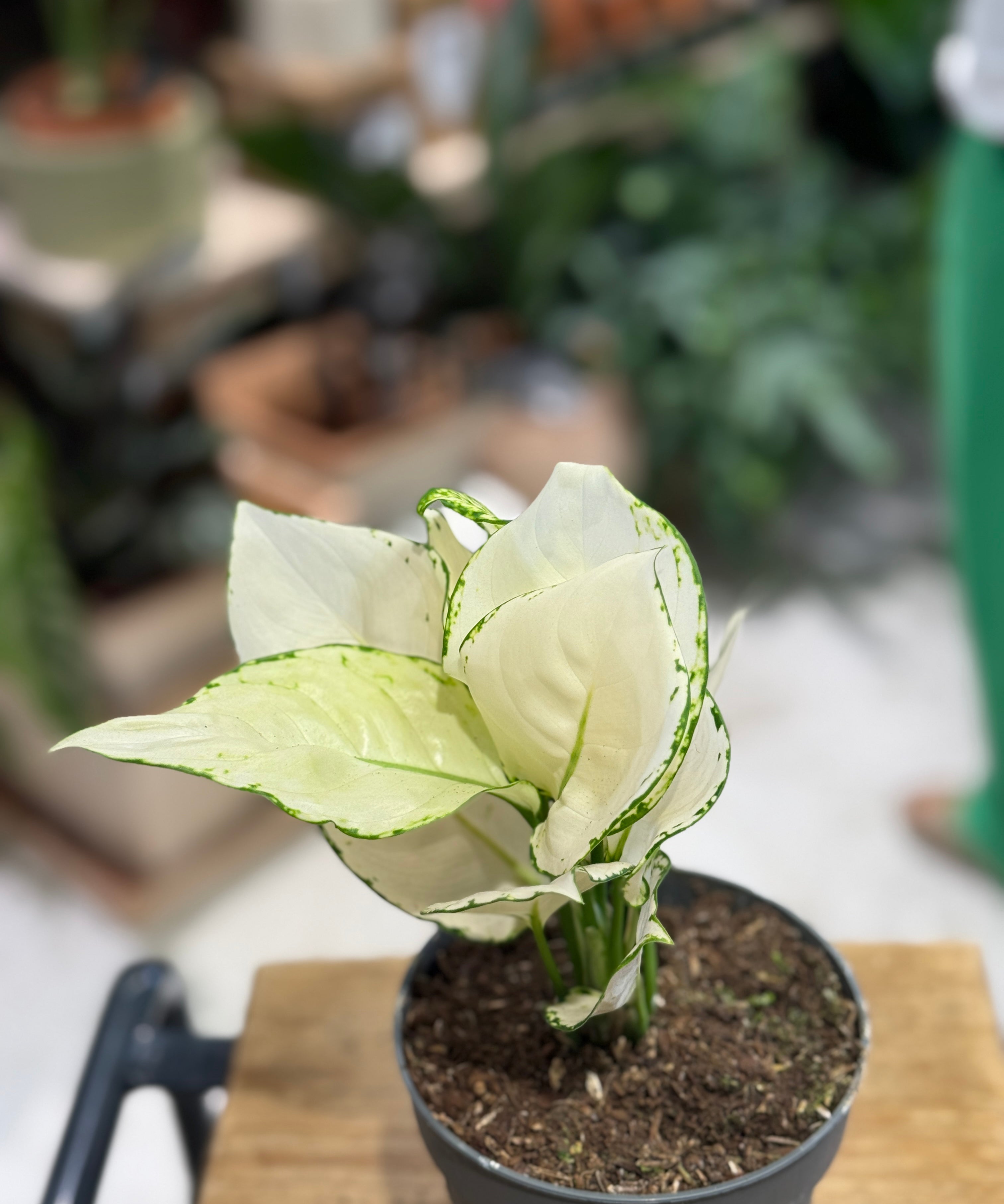 Aglaonema_WhiteJoy_2.jpg