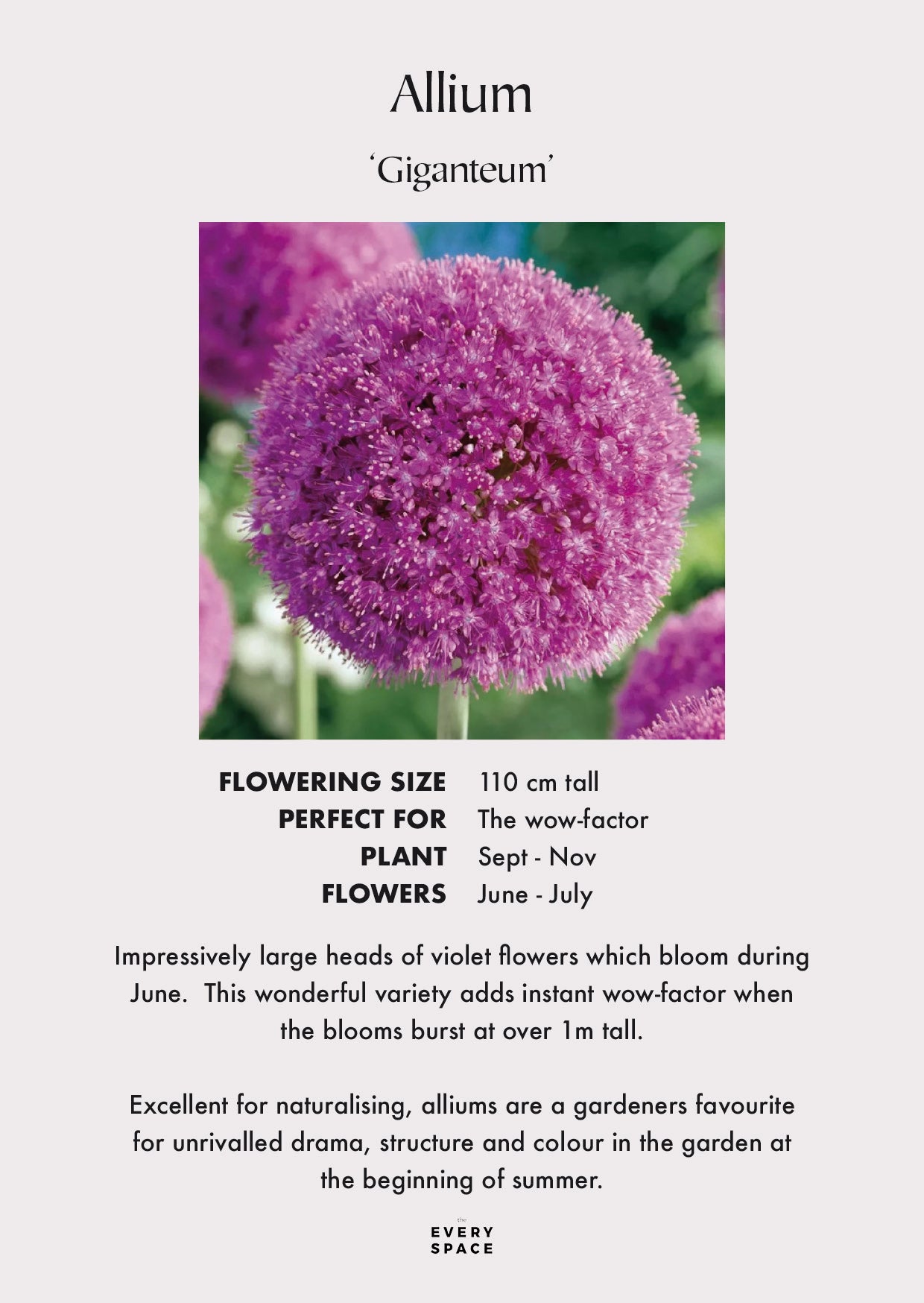 Allium | Giganteum