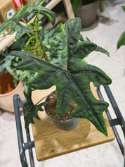 Alocasia 'Jacklyn' | Alocasia tandurusa, dramatic deeply lobed veined leaves