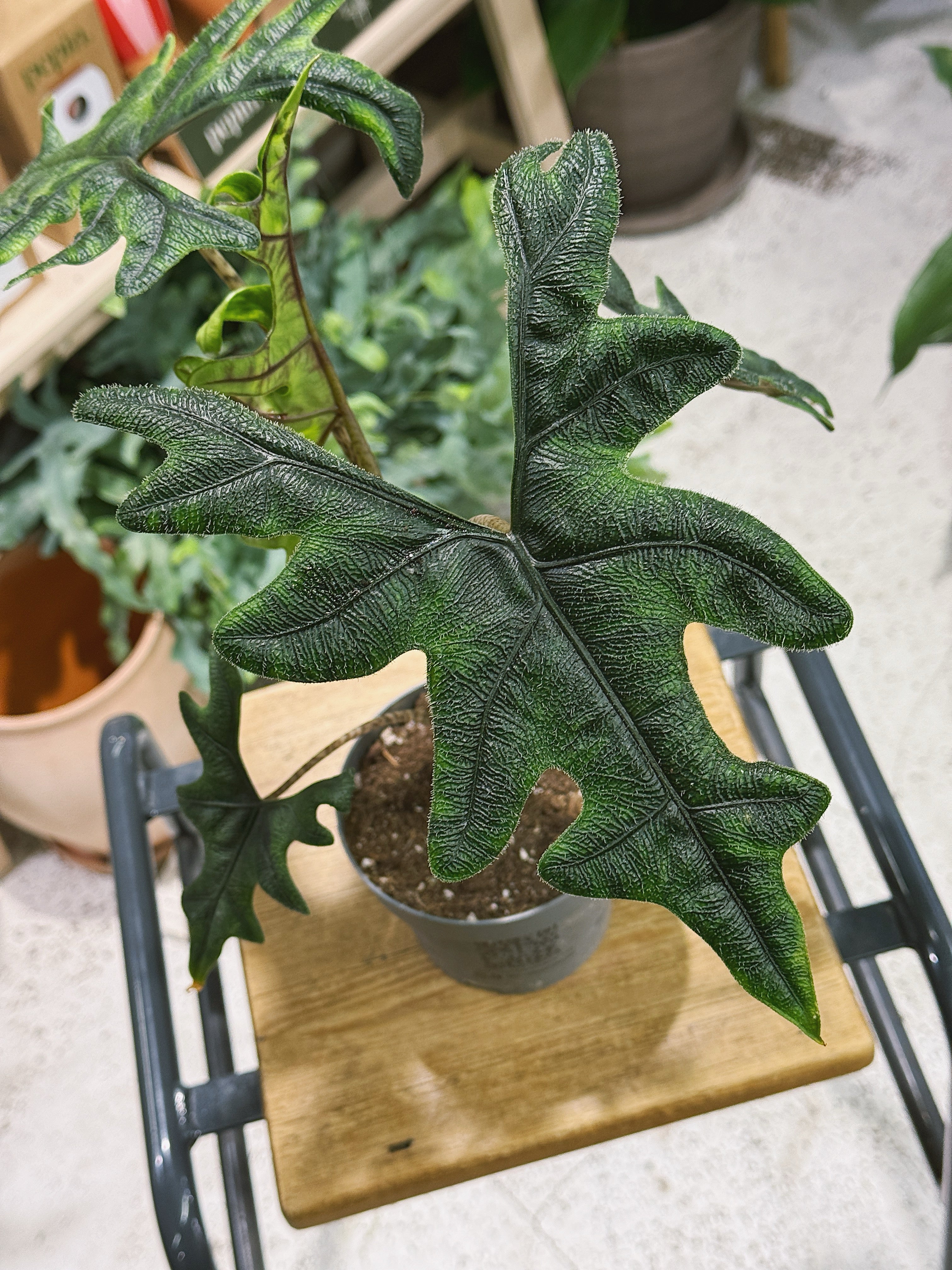 Alocasia 'Jacklyn' | Alocasia tandurusa, dramatic deeply lobed veined leaves
