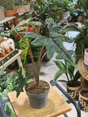 Alocasia 'Jacklyn' | Alocasia tandurusa, dramatic deeply lobed veined leaves