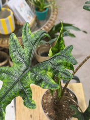 Alocasia 'Jacklyn' | Alocasia tandurusa, dramatic deeply lobed veined leaves