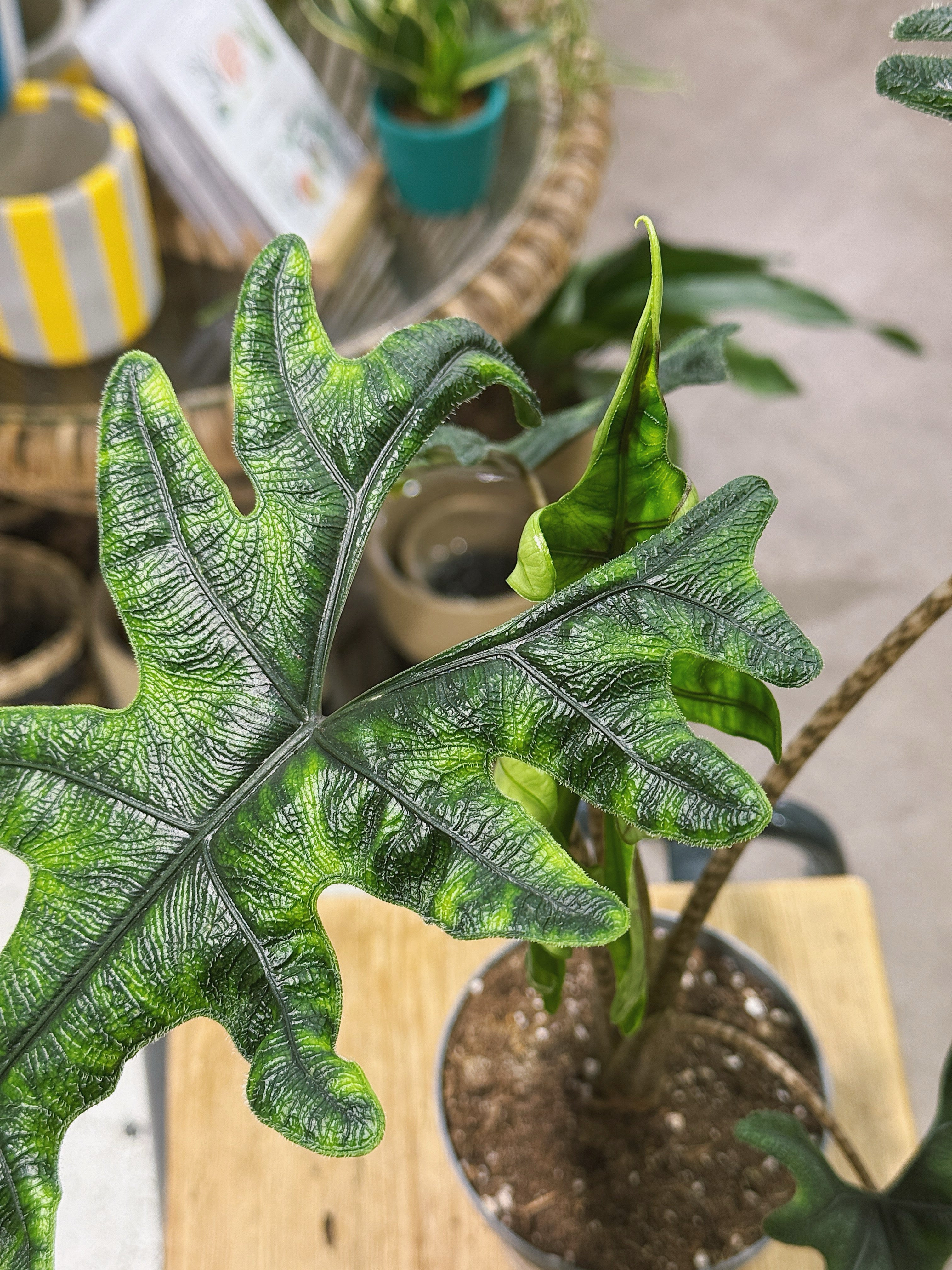 Alocasia 'Jacklyn' | Alocasia tandurusa, dramatic deeply lobed veined leaves