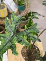 Alocasia 'Jacklyn' | Alocasia tandurusa, dramatic deeply lobed veined leaves