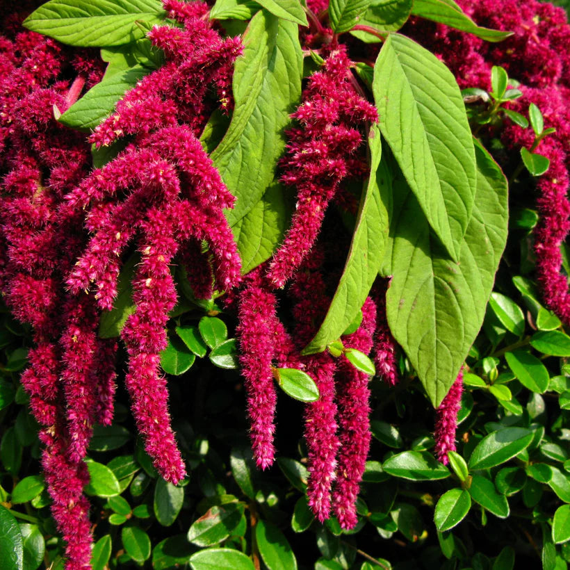 The Every Space Amaranth Love Lies Bleeding pack of 150 seeds by Piccolo