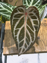 Anthurium Crystallinum | 'Red Crystal Blush', an anthurium with blush rosy tones
