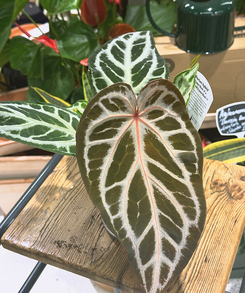 Anthurium_Crystallinum_Red_Crystal_Blush_1.jpg