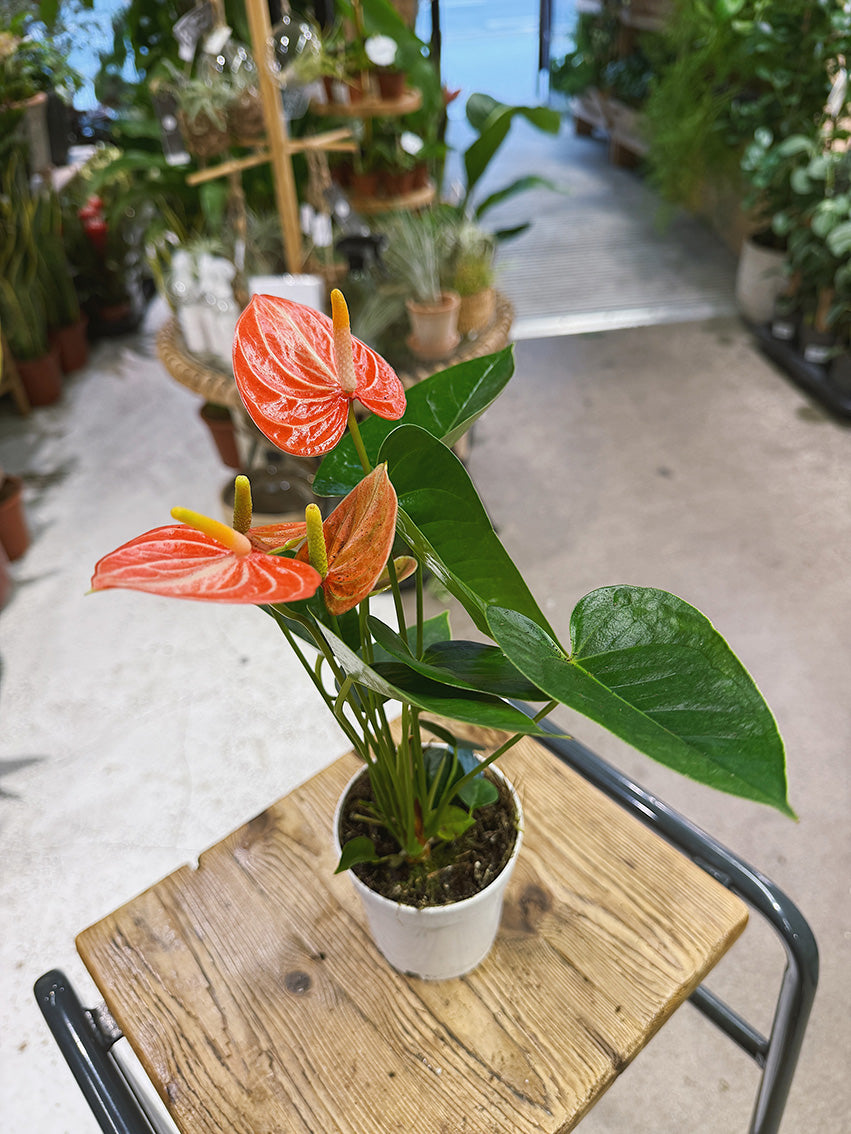 Flamingo Flower | Anthurium andreanum 'Livium Orange', glowing orange blooms