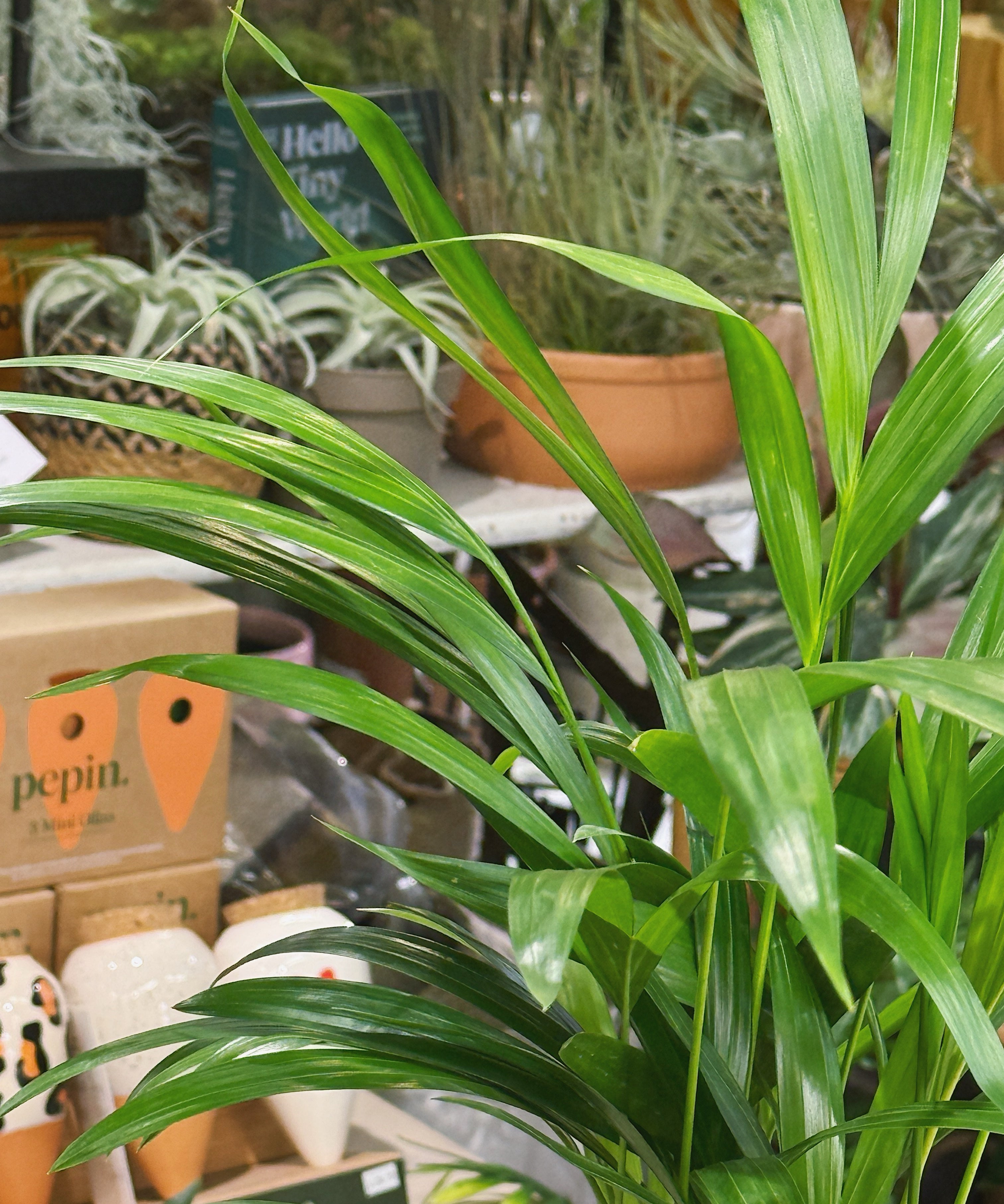 ArecaPalm.jpg