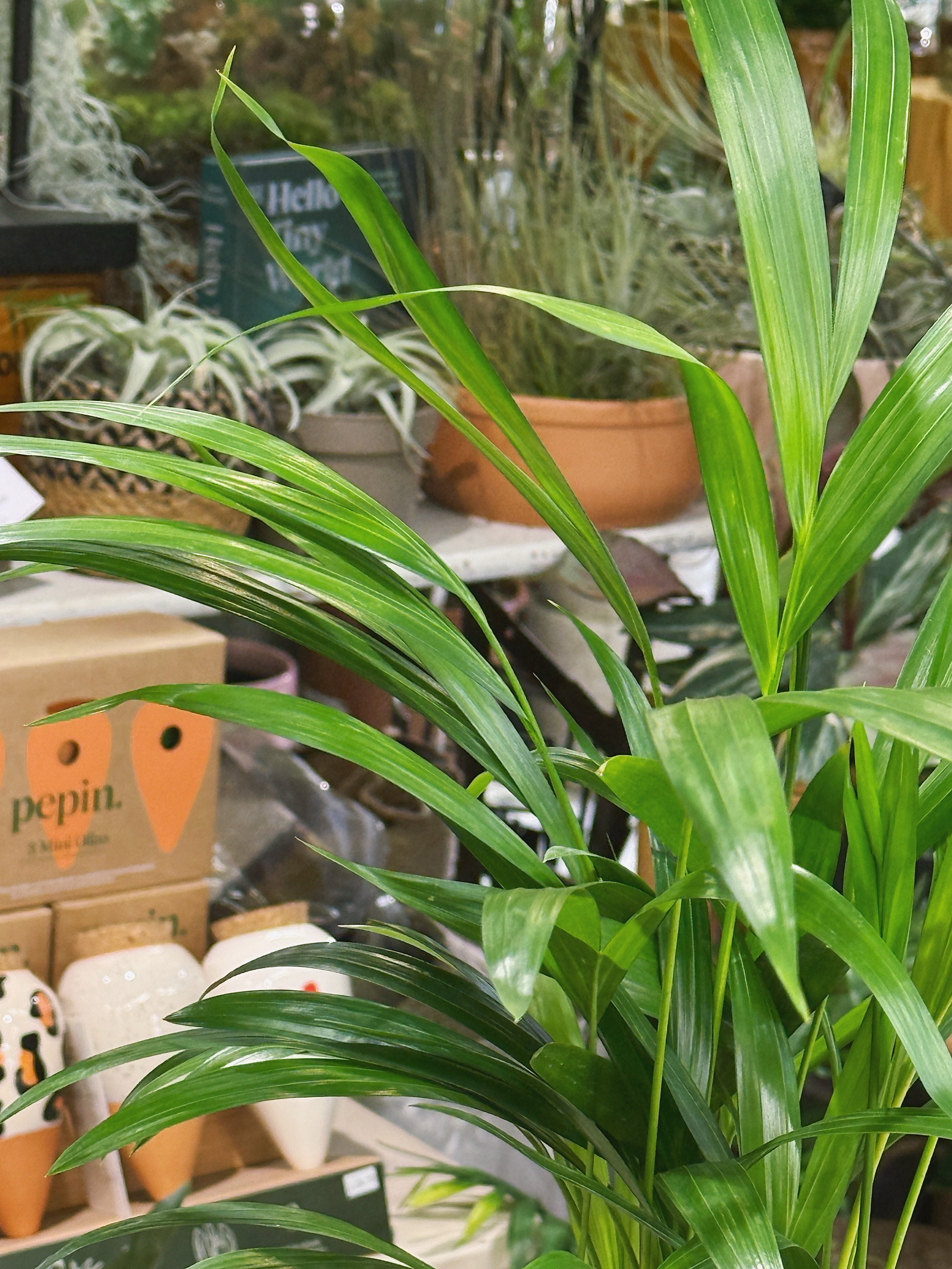 Areca Palm | Dypsis lutescens, a feathery tropical palm with arching golden stems