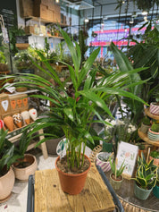 Areca Palm | Dypsis lutescens, a feathery tropical palm with arching golden stems